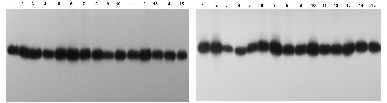 analysis with cDNA probes