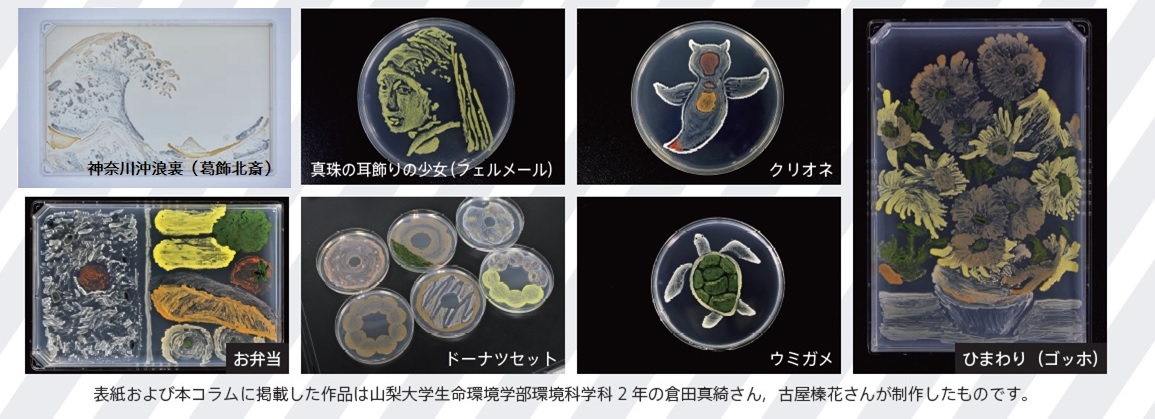 田中研究室にて制作している微生物アートの一例