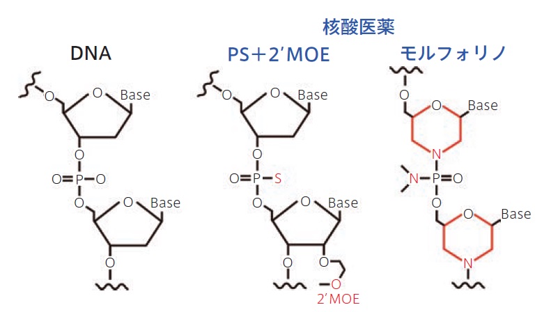 核酸医薬PS＋2’MOE モルフォリノ