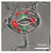 シロイヌナズナの葉の孔辺細胞の染色例