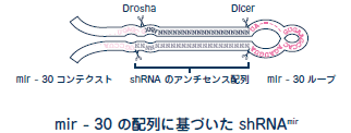 shRNAmir デザイン mir-30の配列に基づいたshRNAmir 