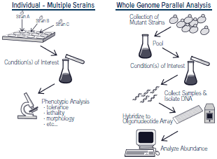 ノックアウト酵母の解析法