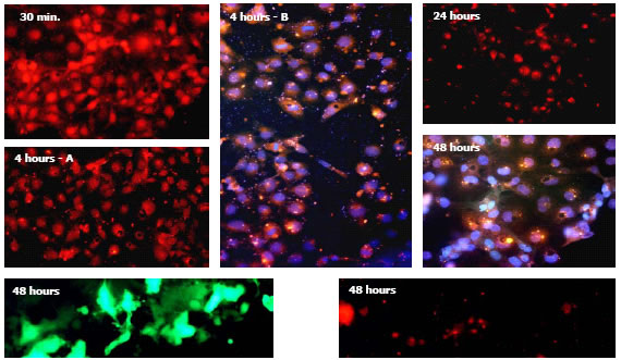 FluoMag-Pを用いて COS7 細胞プラスミドDNAを導入