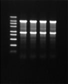 RNA Easy Measurement N under Non-Denaturing agarose gel