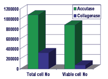 Viability of human ES cells, treated Accutase, after cryopreservation
