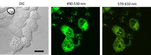Fluorescence Ratio in living HEK293T cells.