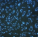 CytoSeeing Reversible Cytoplasm Blue