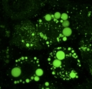 LipiDye Lipid Droplet Green